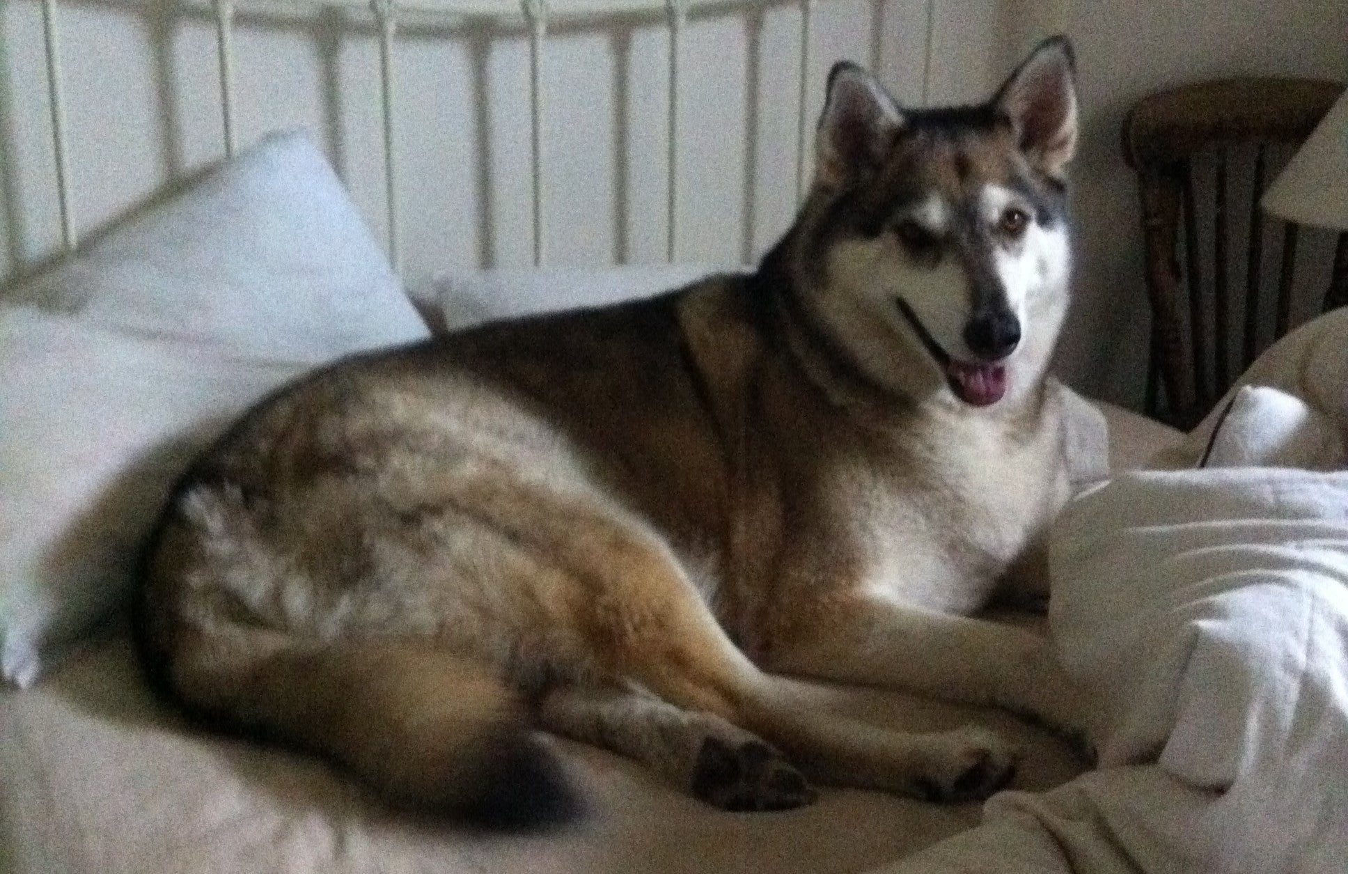 A very large wolf-like dog sprawled on a messy, unmade double iron bed. He takes up almost the entire top half of the bed and is looking very proud of himself.